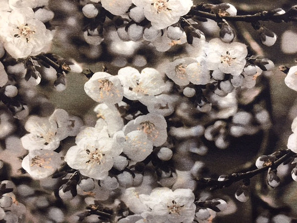 OPHØRSUDSALG -Digital Print med smukke hvide magnoliablomster - Oekotex 100
