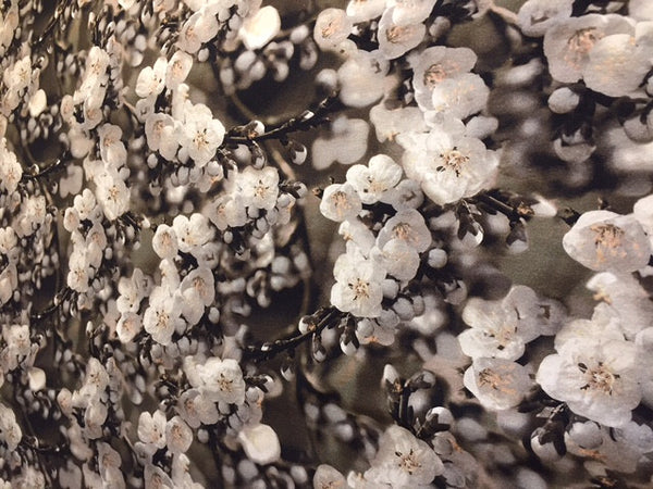 OPHØRSUDSALG - 1 METER - Digital Print med smukke hvide magnoliablomster - Oekotex 100